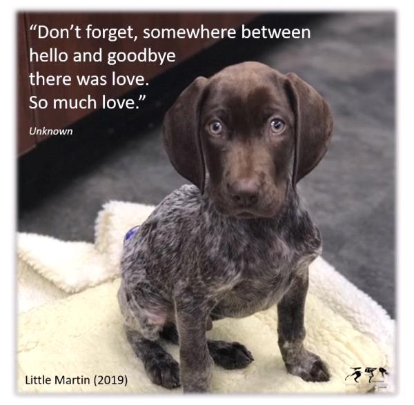 /images/uploads/southeast german shorthaired pointer rescue/segspcalendarcontest2019/entries/11795thumb.jpg